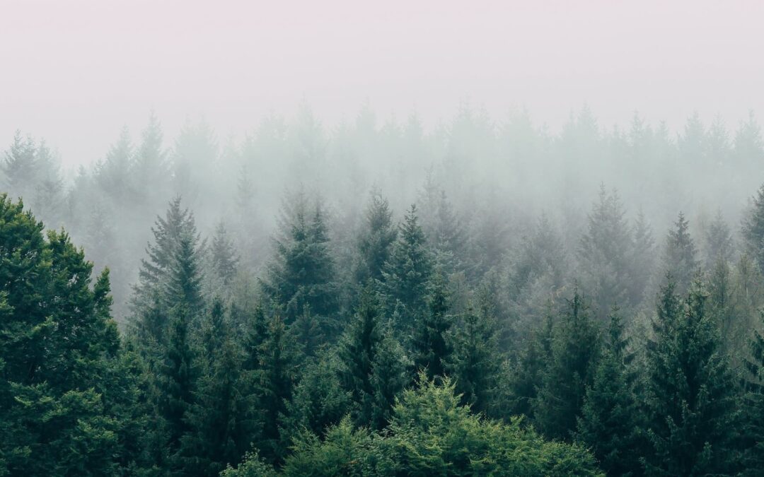 Yoga Nidra – „der yogische Schlaf“